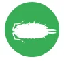 wood lice