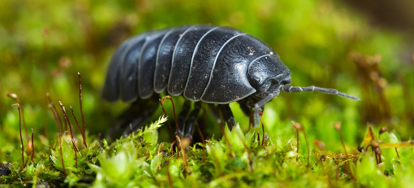 woodlice