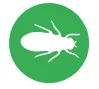 yellow swarmin fly