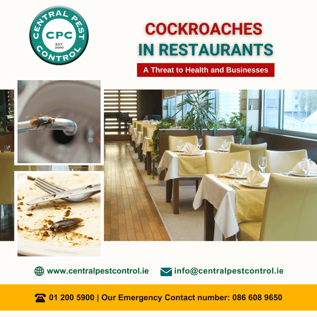 Cockroaches in Restaurants: A Threat to Health and Business