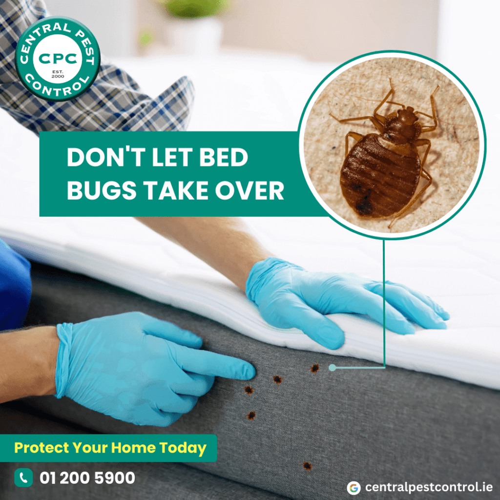 Am I being Bitten by Insects in my Home?