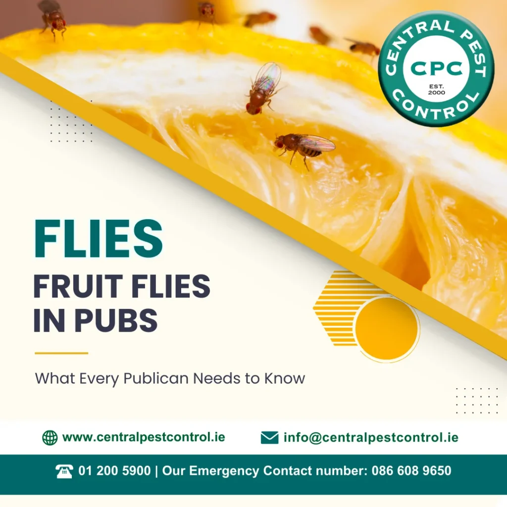 Client Signed Off Central Pest Control Fruit Flies In Pubs