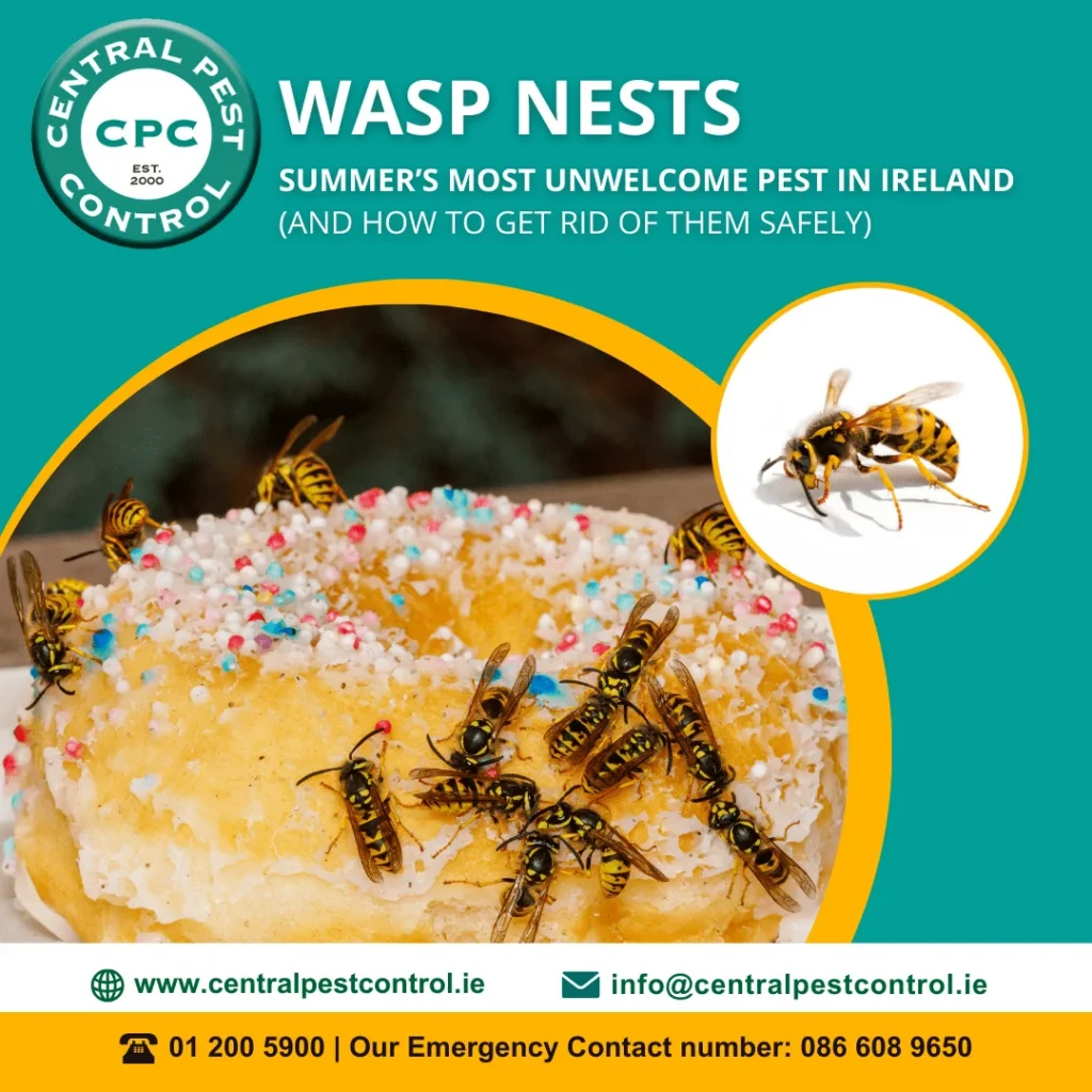 Client Approved CPC Wasp Nests Summers Most Unwelcome Pest in Ireland And How to Get Rid of Them Safely min