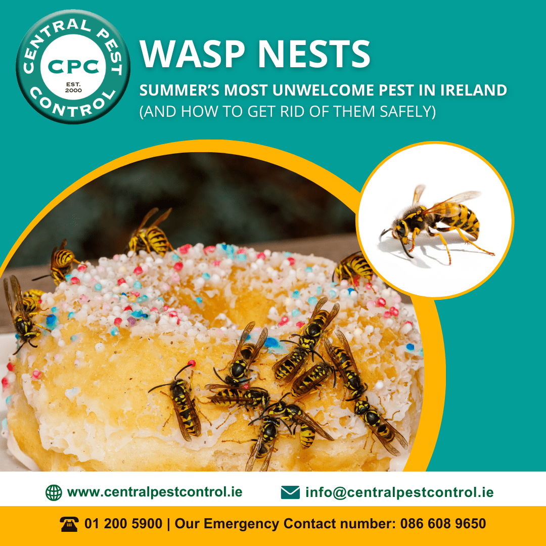 Wasp Nests - Summer’s Most Unwelcome Pest in Ireland (And How to Get Rid of Them Safely)