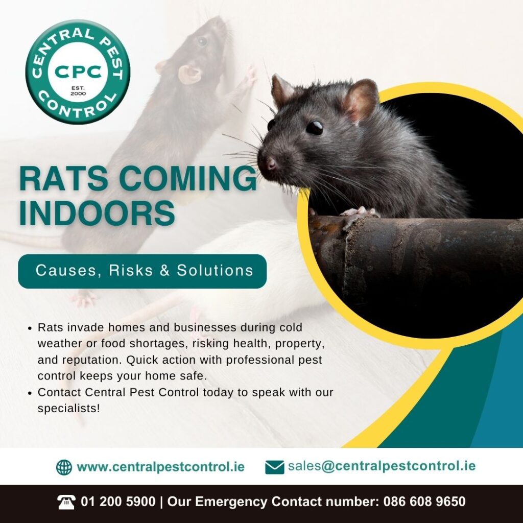 Rats Coming Indoors: Causes, Risks & Solutions