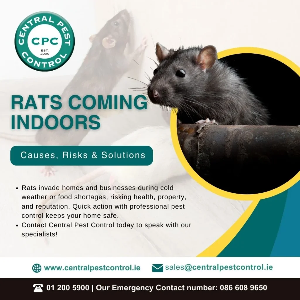 Client Approved CPC Rats Coming indoors