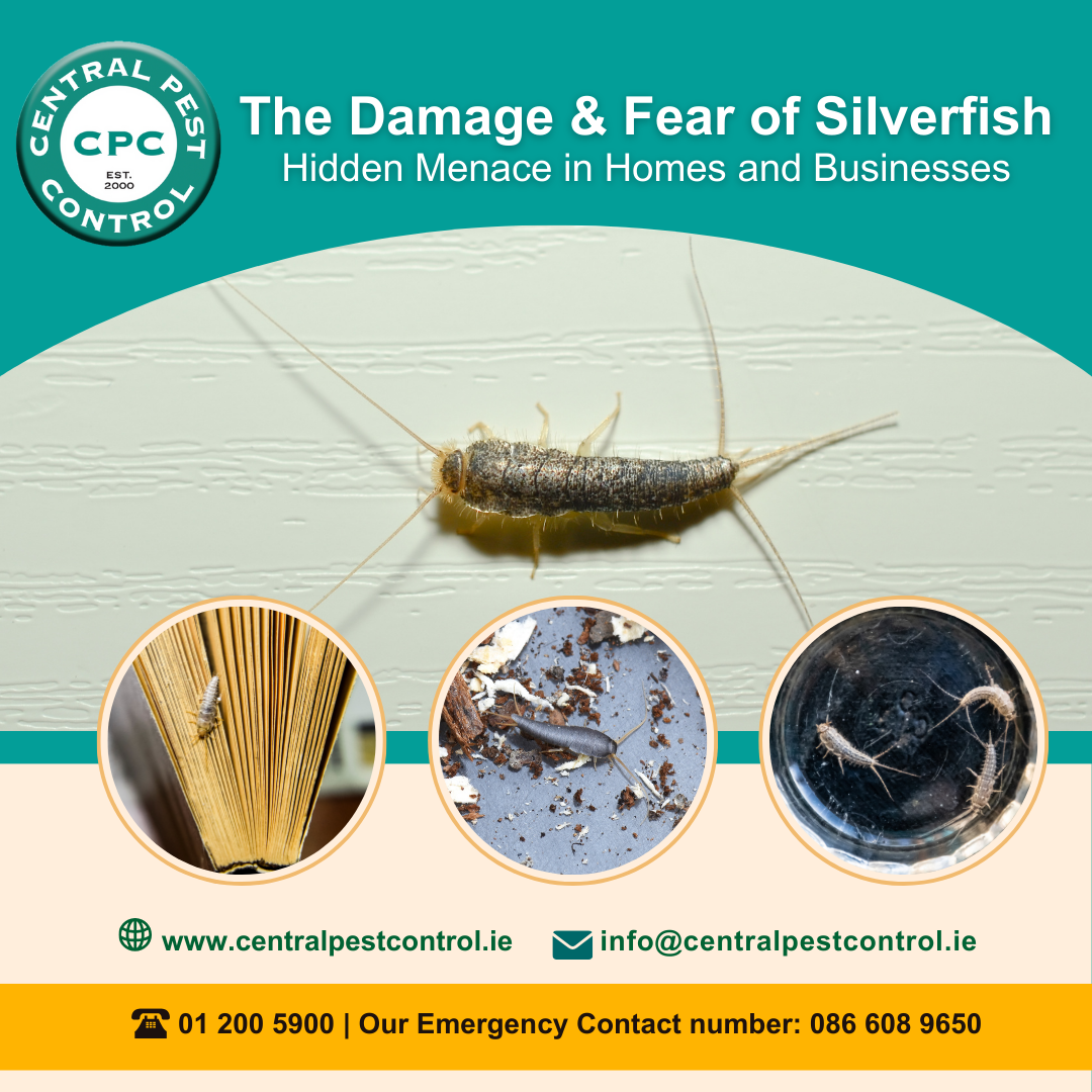 Our team at Central Pest Control is proud to serve Dublin & Wicklow, keeping homes and businesses pest-free safely and effectively.