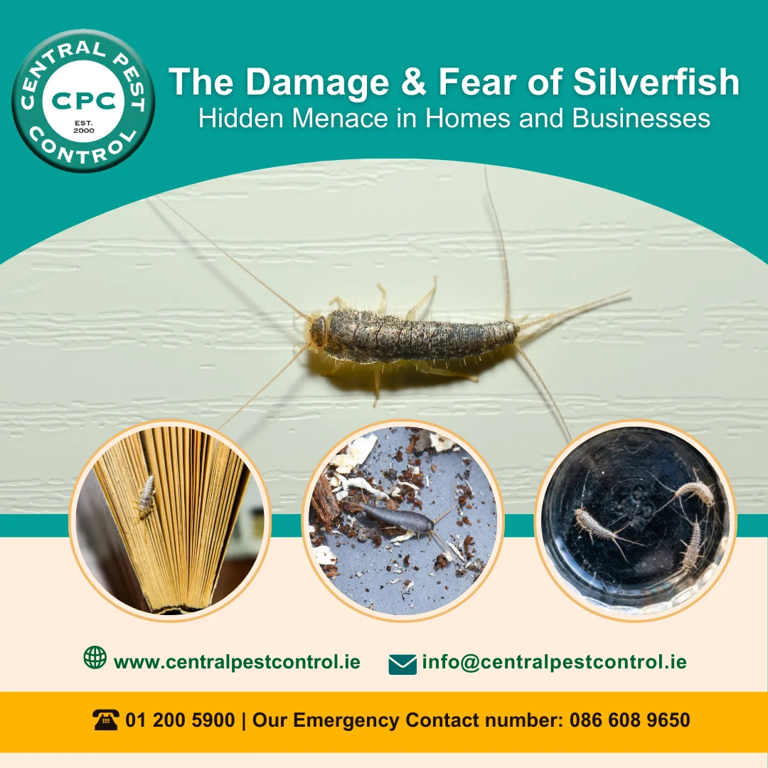Silverfish Central