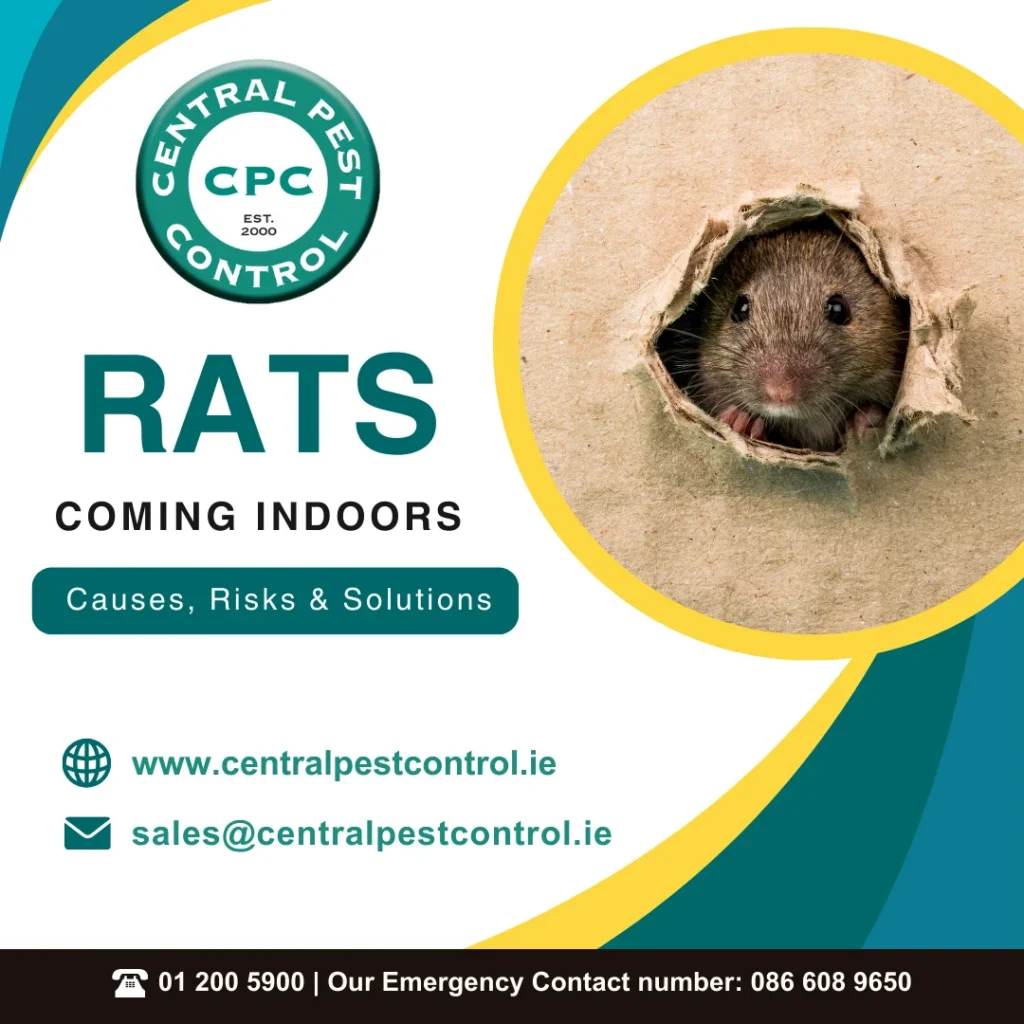 CPC Rats Coming indoors