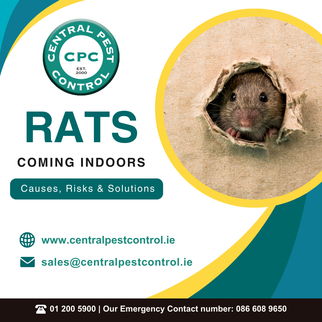 rodent control Southside Dublin