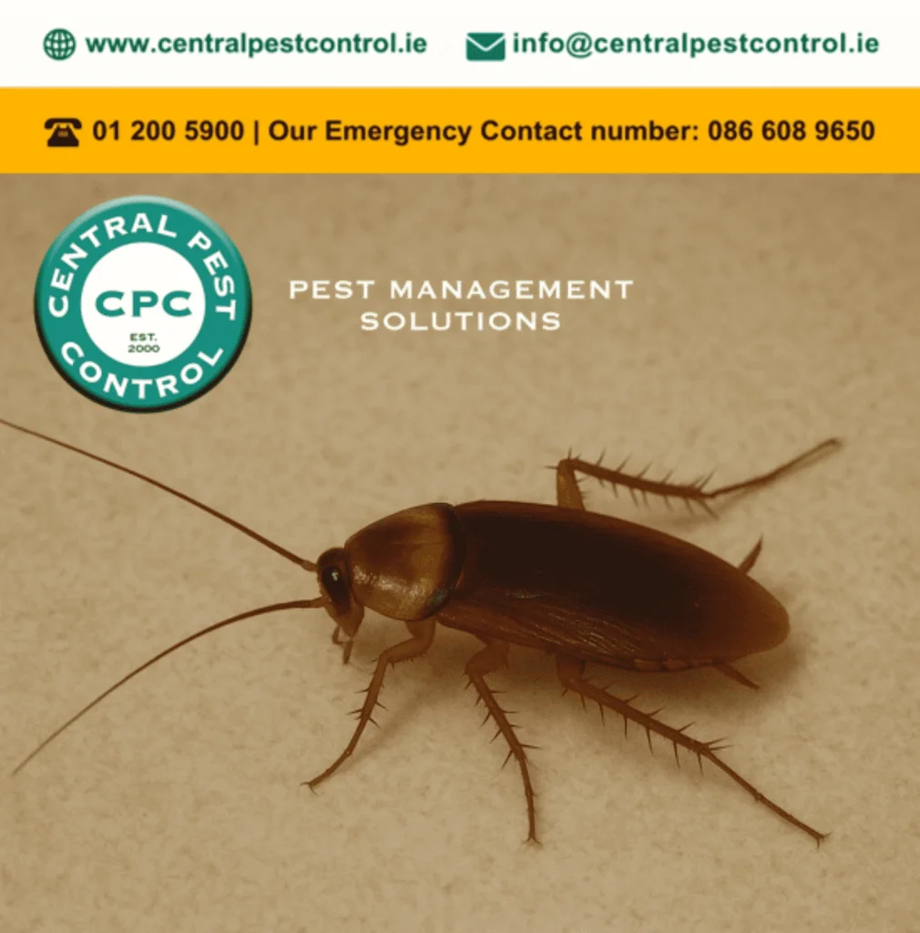 Cockroach Graphic CPC min