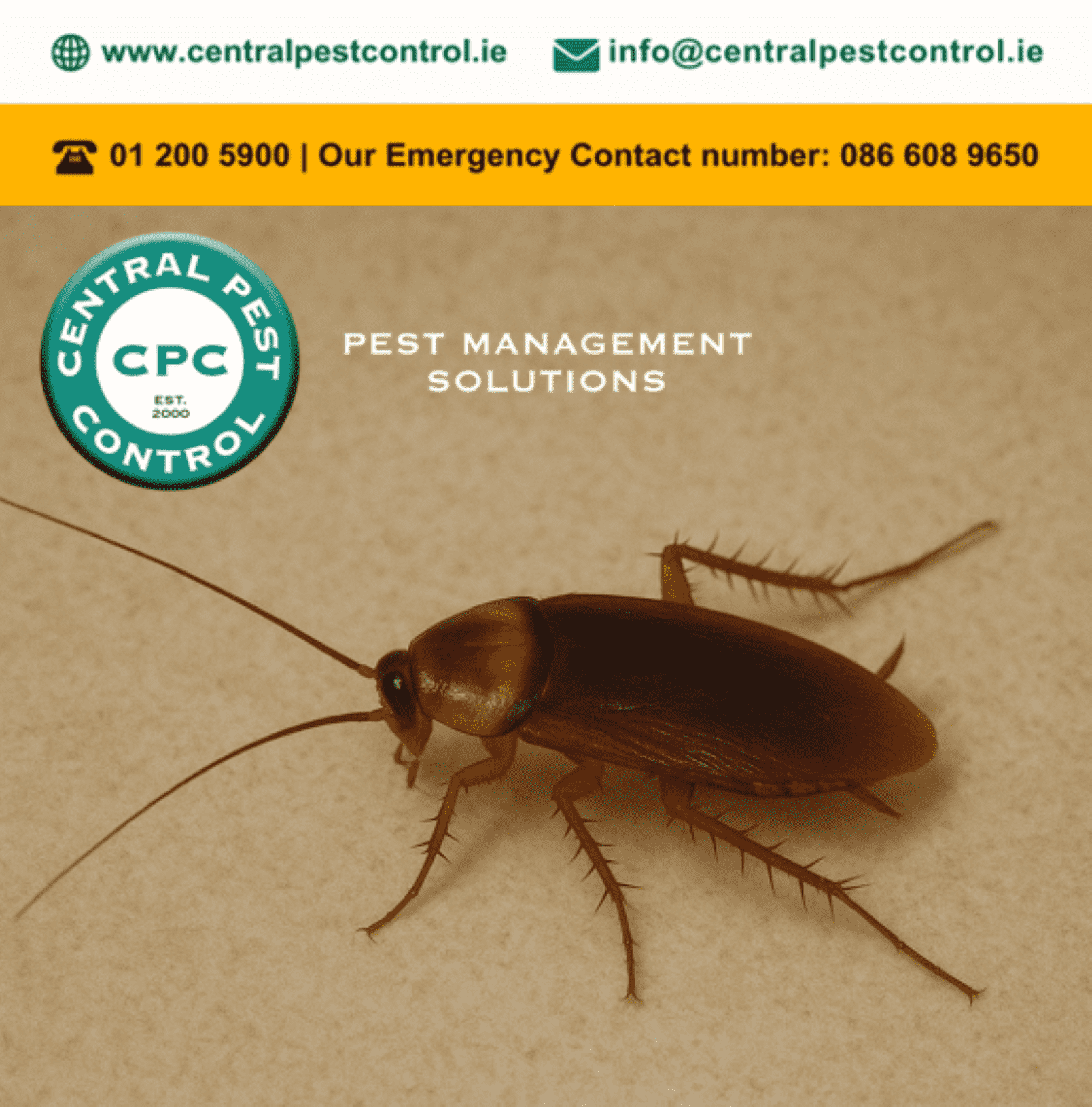 Cockroach Infestation Caught on Camera in Dublin | Central Pest Control