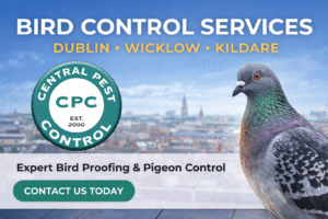 Professional Bird Control Services in Dublin, Wicklow & Kildare