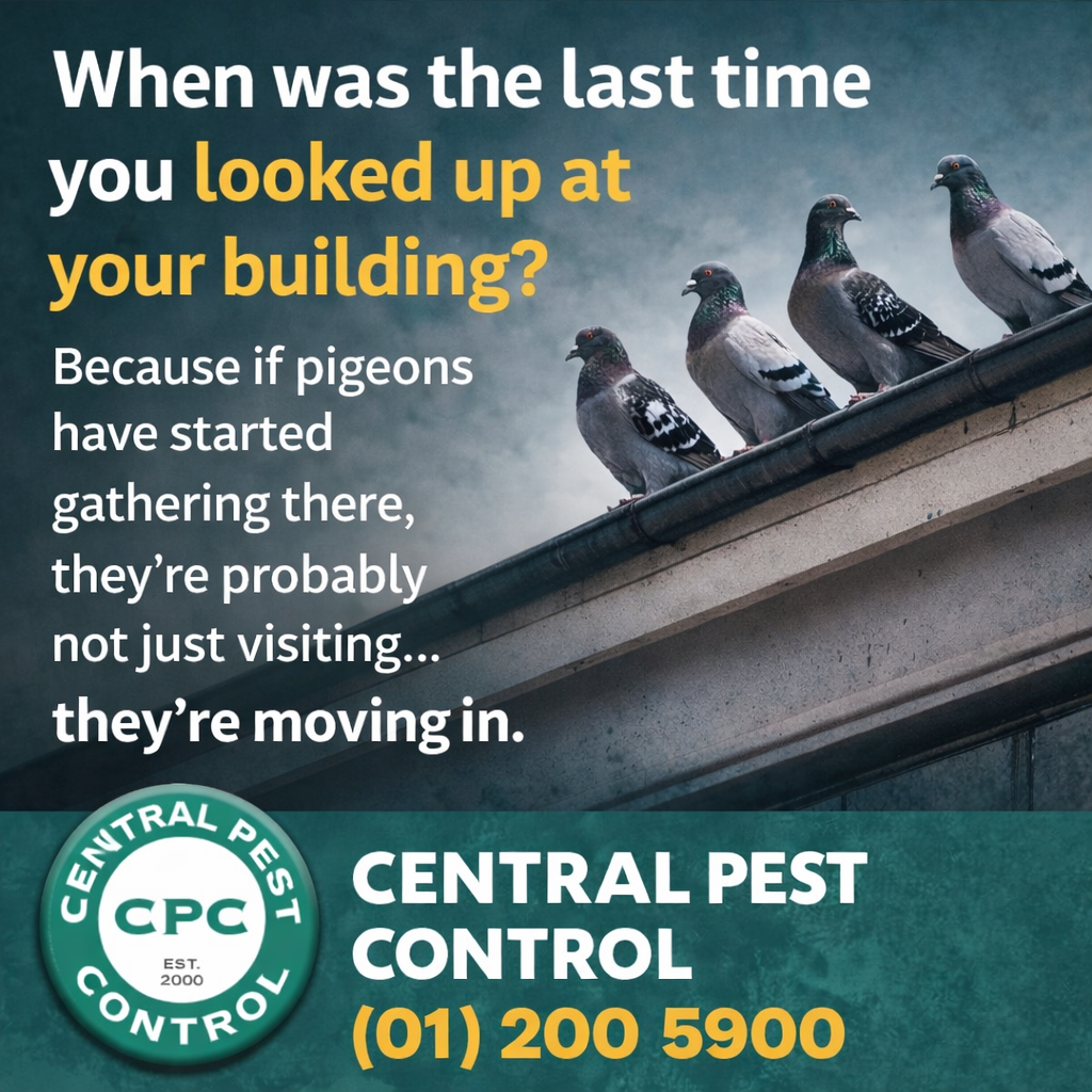 Bird Control for Businesses in Dublin | Pigeon Pest Control – Central Pest Control