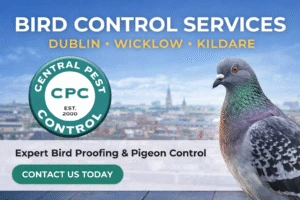 Professional Bird Control Services in Dublin, Wicklow & Kildare