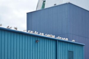 Bird Banner