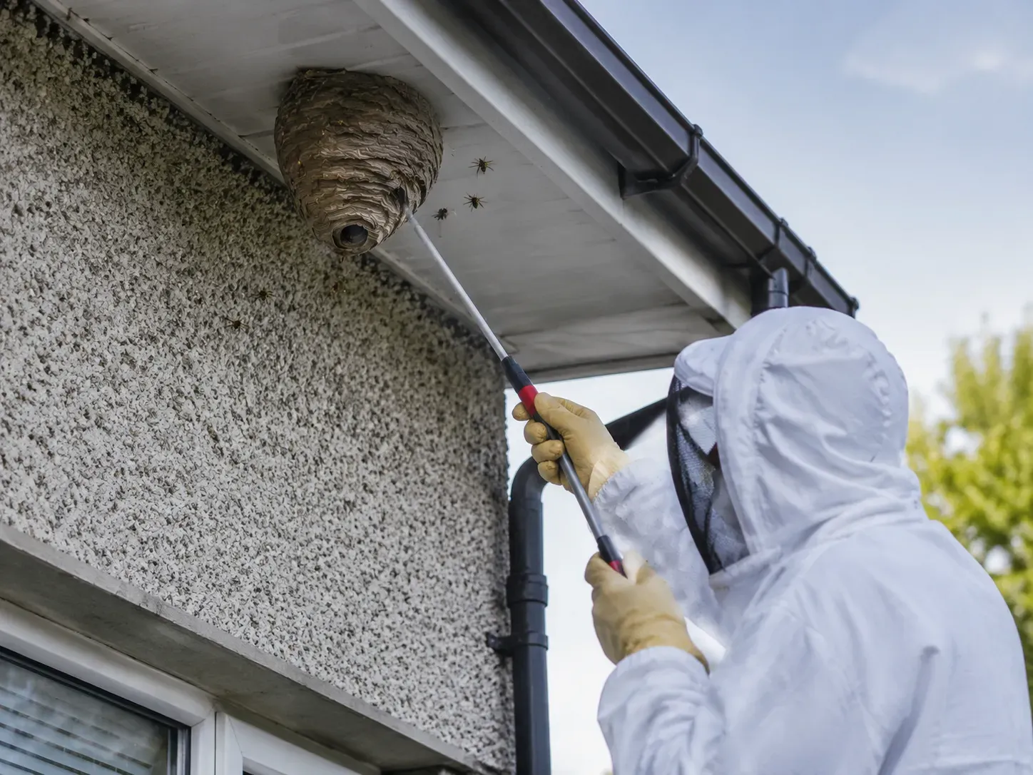 Wasp nest removal specialist at work