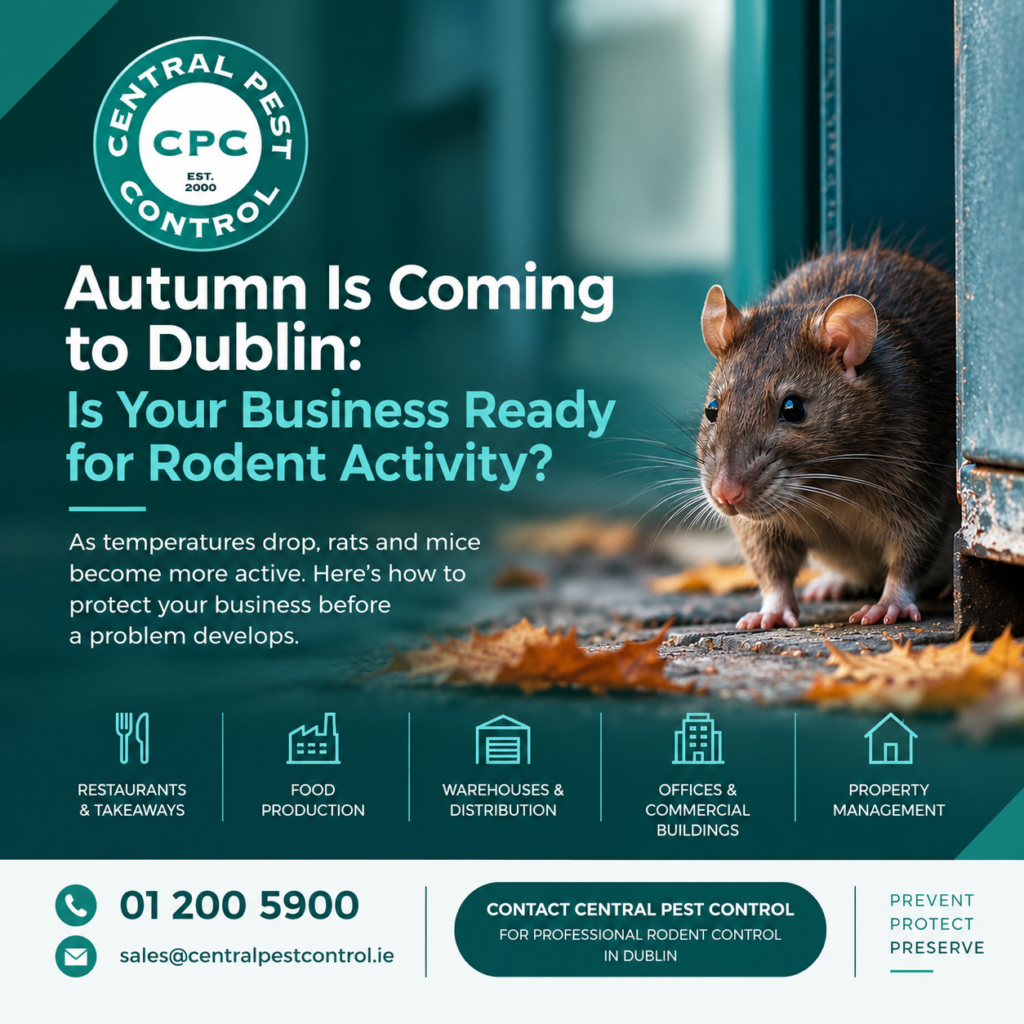 Autumn Rodent Control Dublin | Protect Your Business